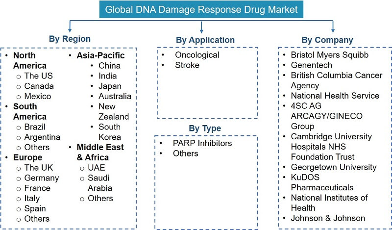 Global DNA Damage Response Drugs Market Segmentation